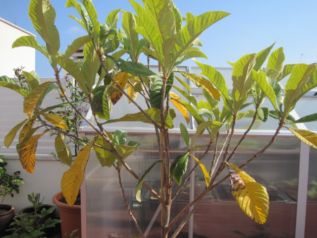 [Foto de planta, jardin, jardineria]