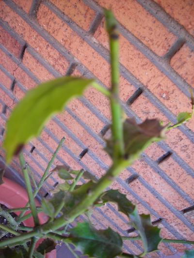 [Foto de planta, jardin, jardineria]