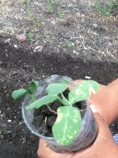 [Foto de planta, jardin, jardineria]