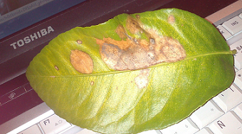 [Foto de planta, jardin, jardineria]