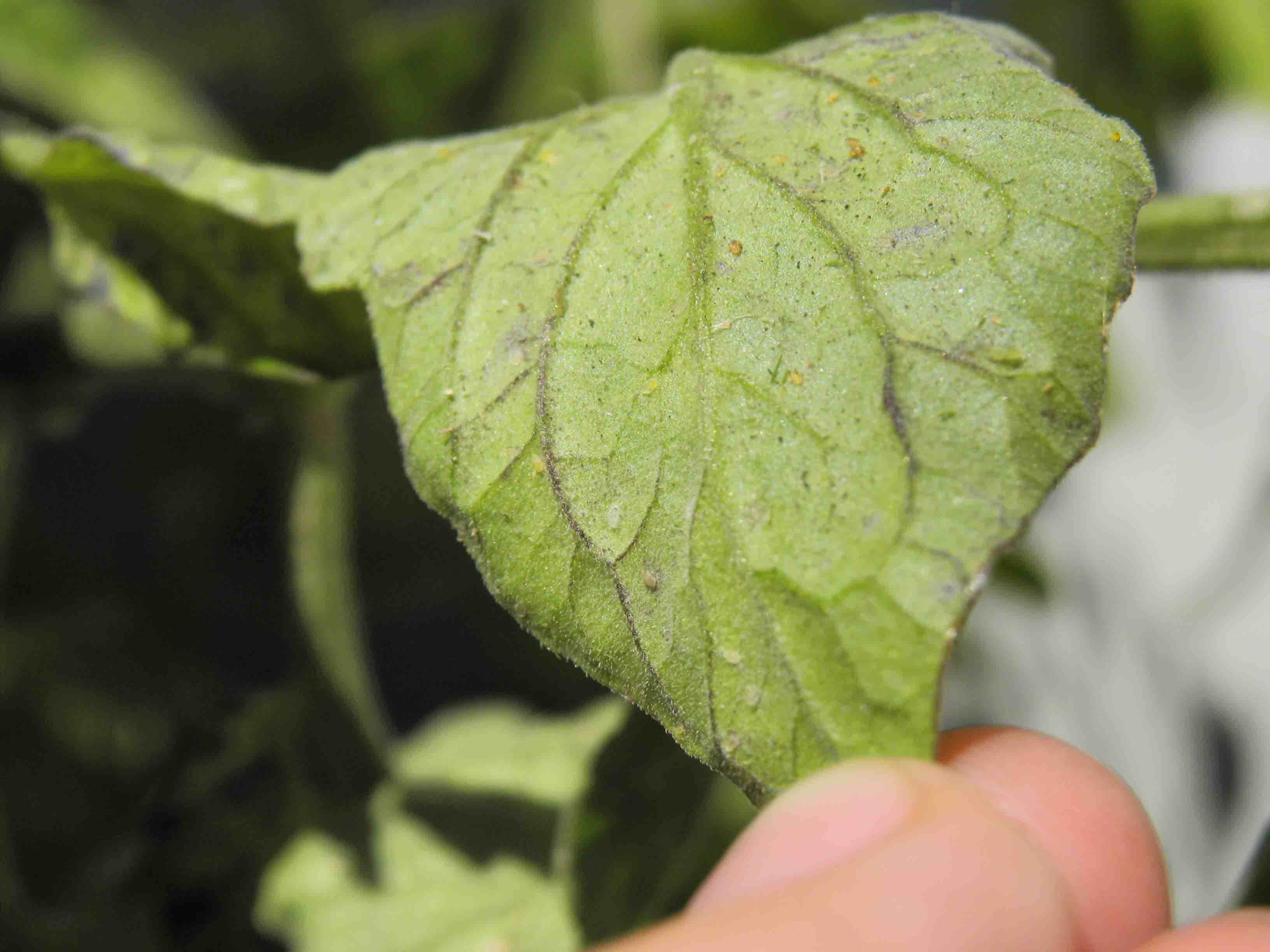[Foto de planta, jardin, jardineria]