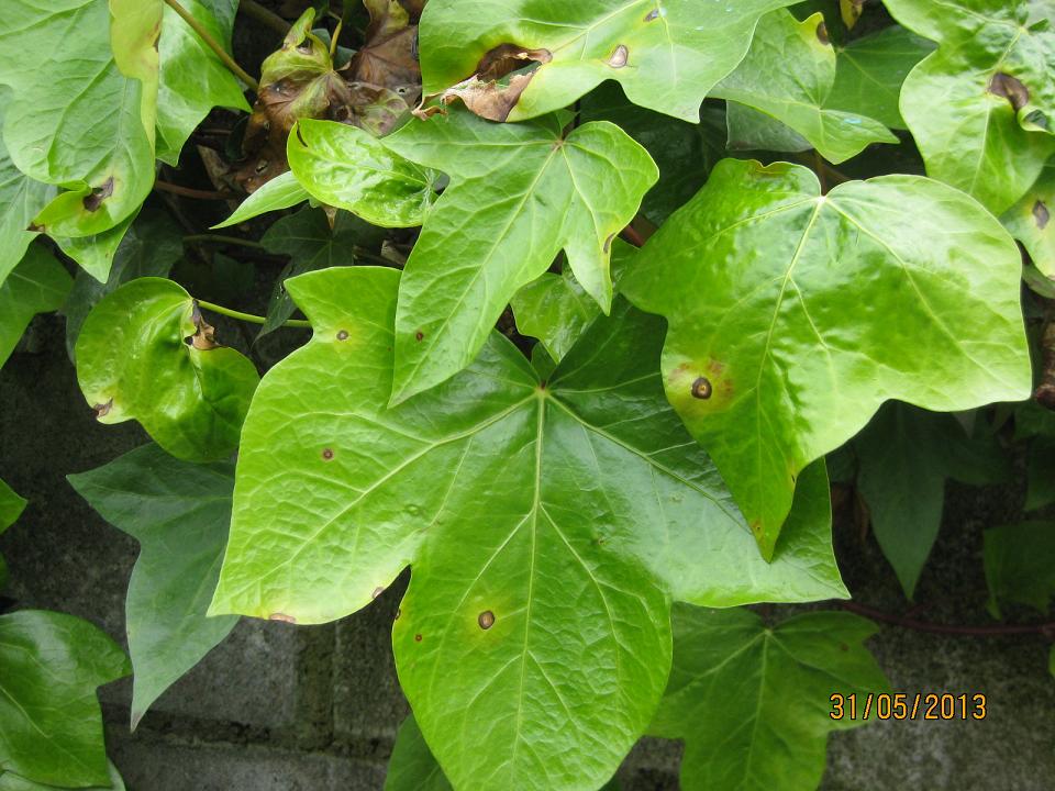 [Foto de planta, jardin, jardineria]