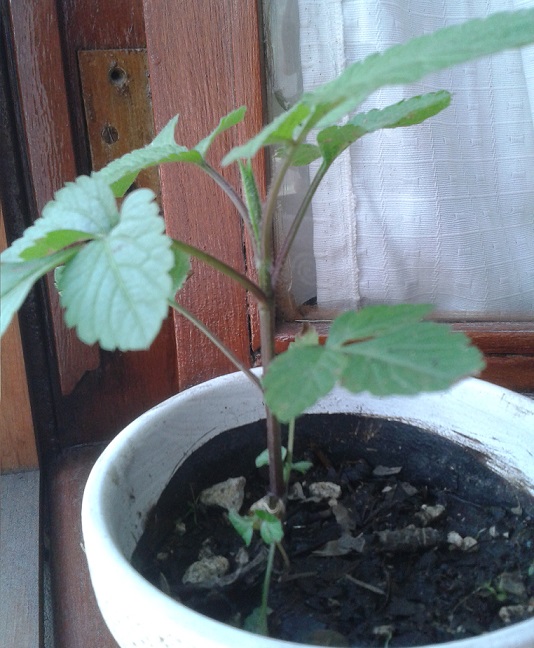 [Foto de planta, jardin, jardineria]