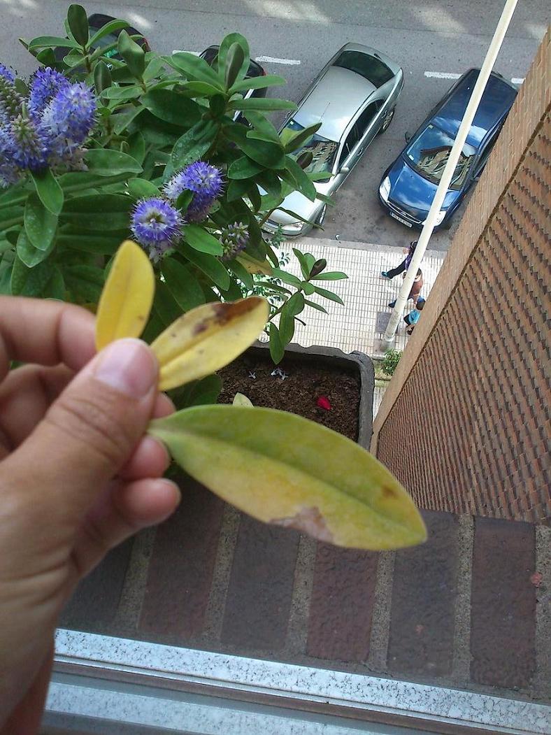 [Foto de planta, jardin, jardineria]