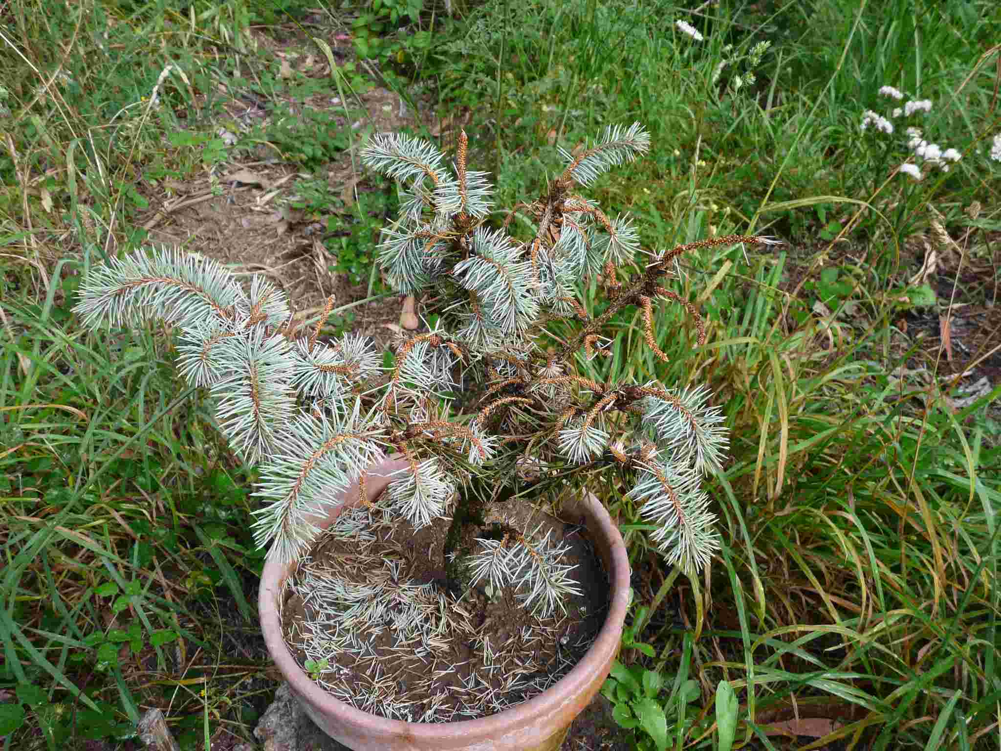 [Foto de planta, jardin, jardineria]