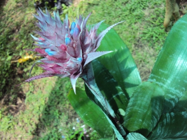 [Foto de planta, jardin, jardineria]