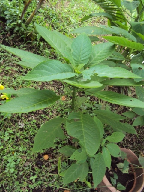 [Foto de planta, jardin, jardineria]