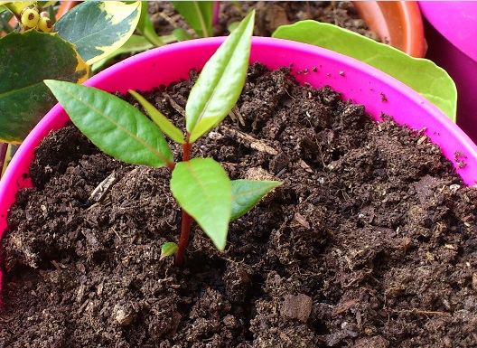 [Foto de planta, jardin, jardineria]