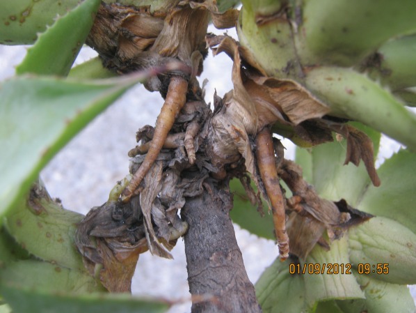 [Foto de planta, jardin, jardineria]