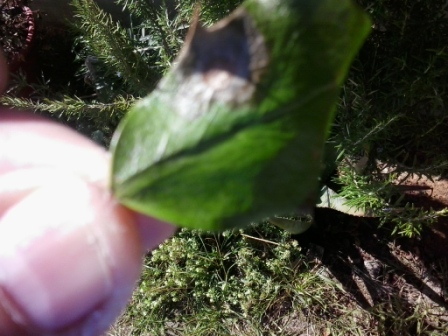 [Foto de planta, jardin, jardineria]