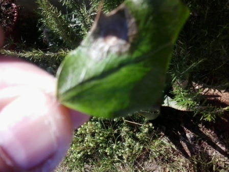 [Foto de planta, jardin, jardineria]