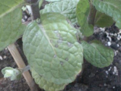 [Foto de planta, jardin, jardineria]