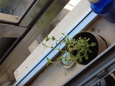 [Foto de planta, jardin, jardineria]