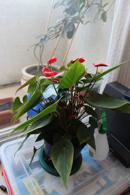 [Foto de planta, jardin, jardineria]