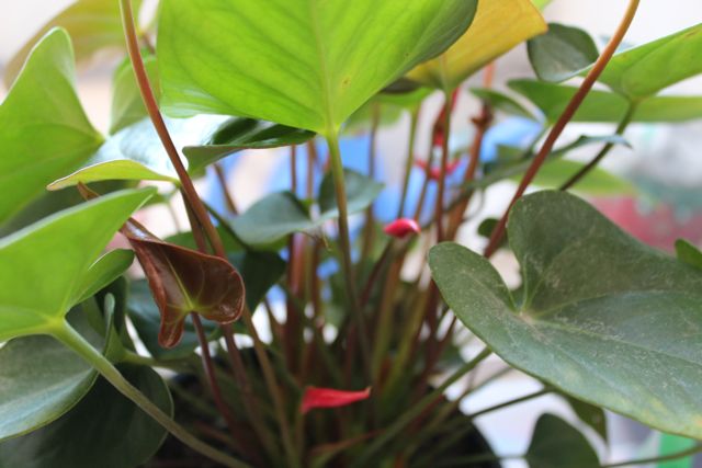 [Foto de planta, jardin, jardineria]