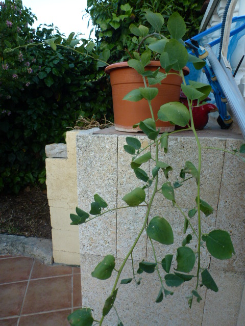 [Foto de planta, jardin, jardineria]