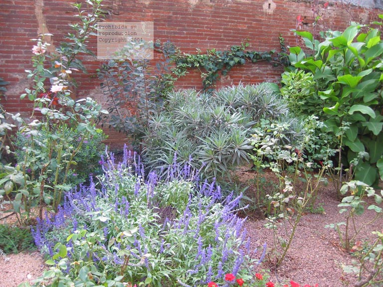 [Foto de planta, jardin, jardineria]