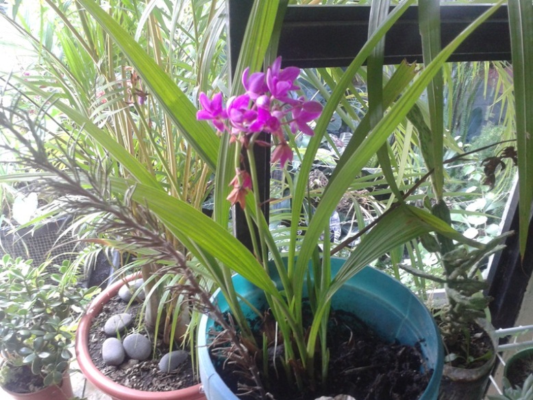 [Foto de planta, jardin, jardineria]