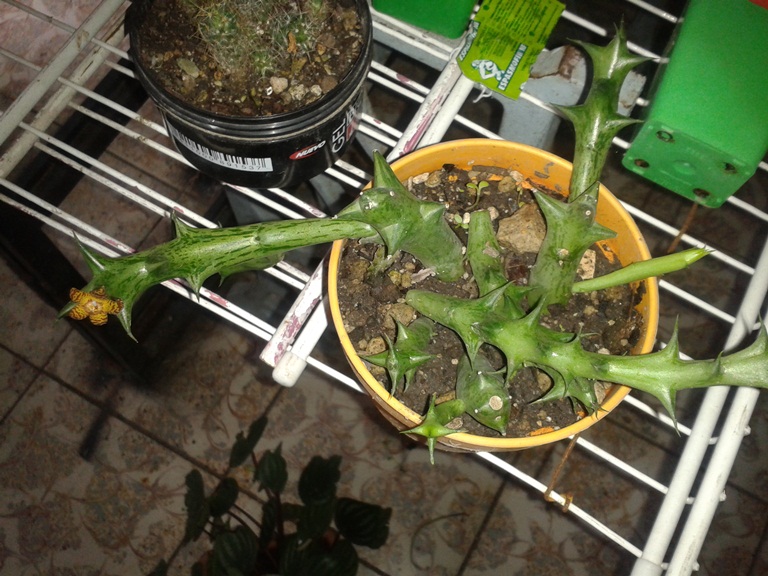 [Foto de planta, jardin, jardineria]