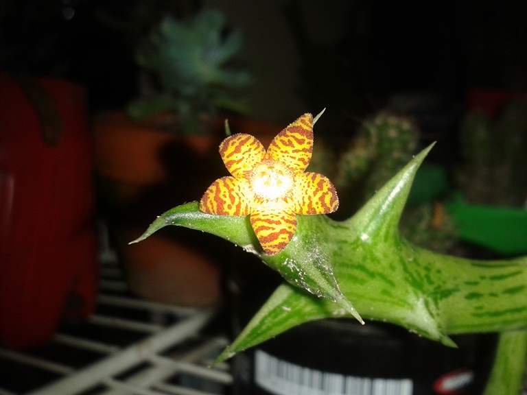 [Foto de planta, jardin, jardineria]