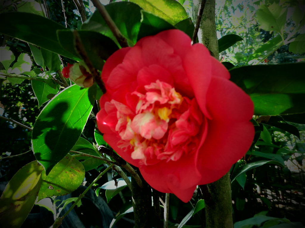 [Foto de planta, jardin, jardineria]