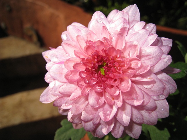 [Foto de planta, jardin, jardineria]