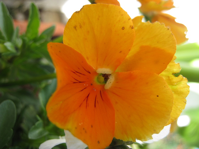 [Foto de planta, jardin, jardineria]