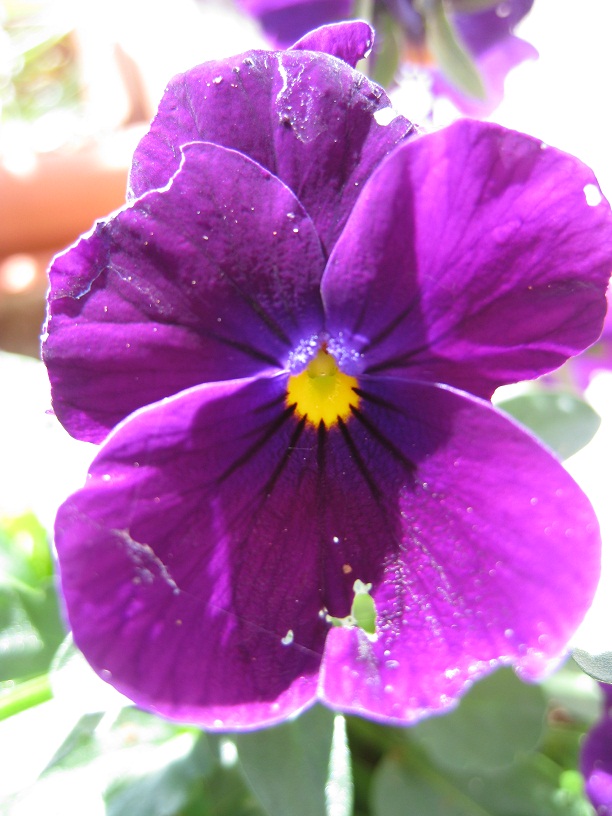[Foto de planta, jardin, jardineria]