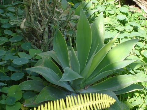 [Foto de planta, jardin, jardineria]