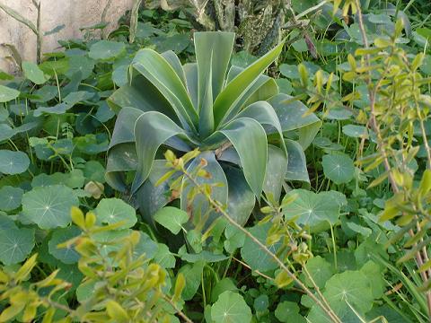 [Foto de planta, jardin, jardineria]