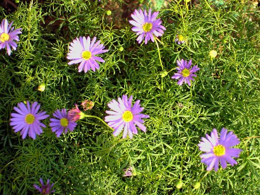 [Foto de planta, jardin, jardineria]