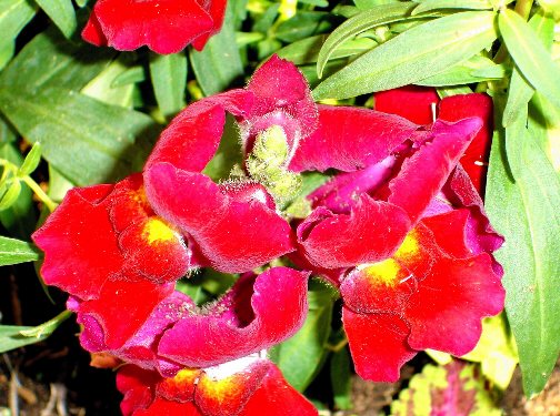 [Foto de planta, jardin, jardineria]