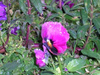 [Foto de planta, jardin, jardineria]