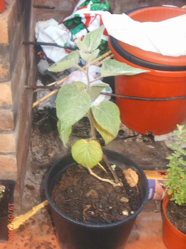 [Foto de planta, jardin, jardineria]
