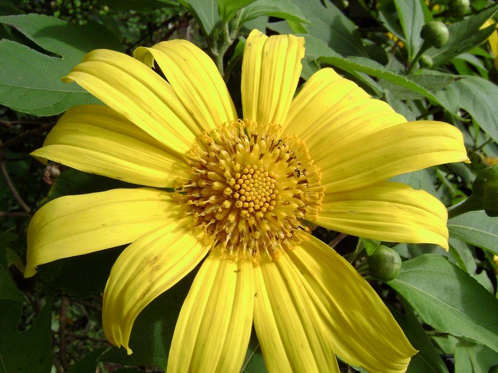 [Foto de planta, jardin, jardineria]
