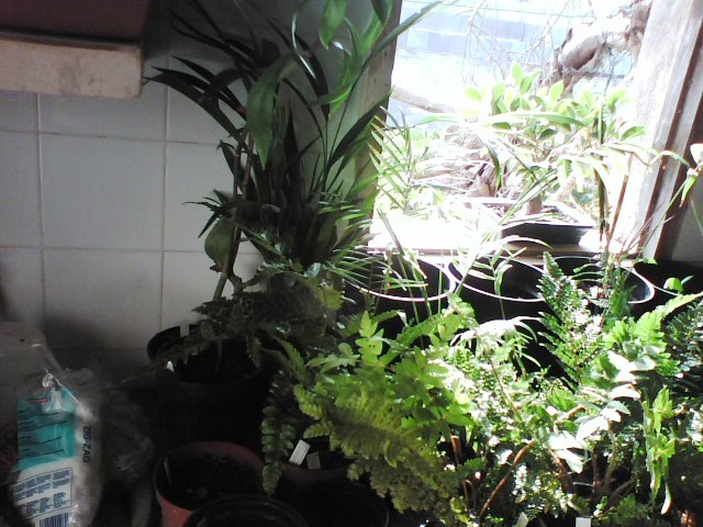 [Foto de planta, jardin, jardineria]