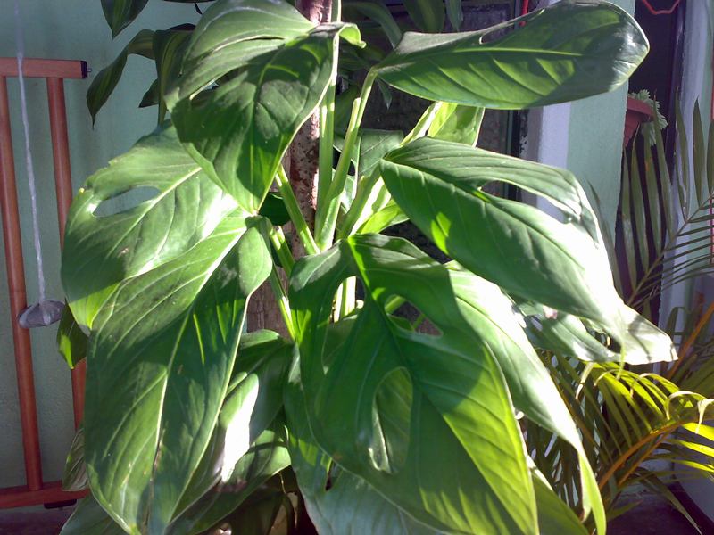 [Foto de planta, jardin, jardineria]
