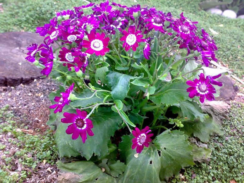 [Foto de planta, jardin, jardineria]