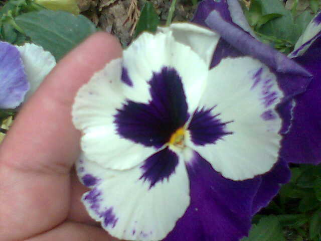 [Foto de planta, jardin, jardineria]