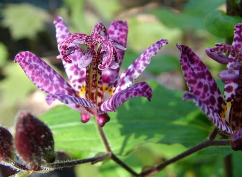 [Foto de planta, jardin, jardineria]