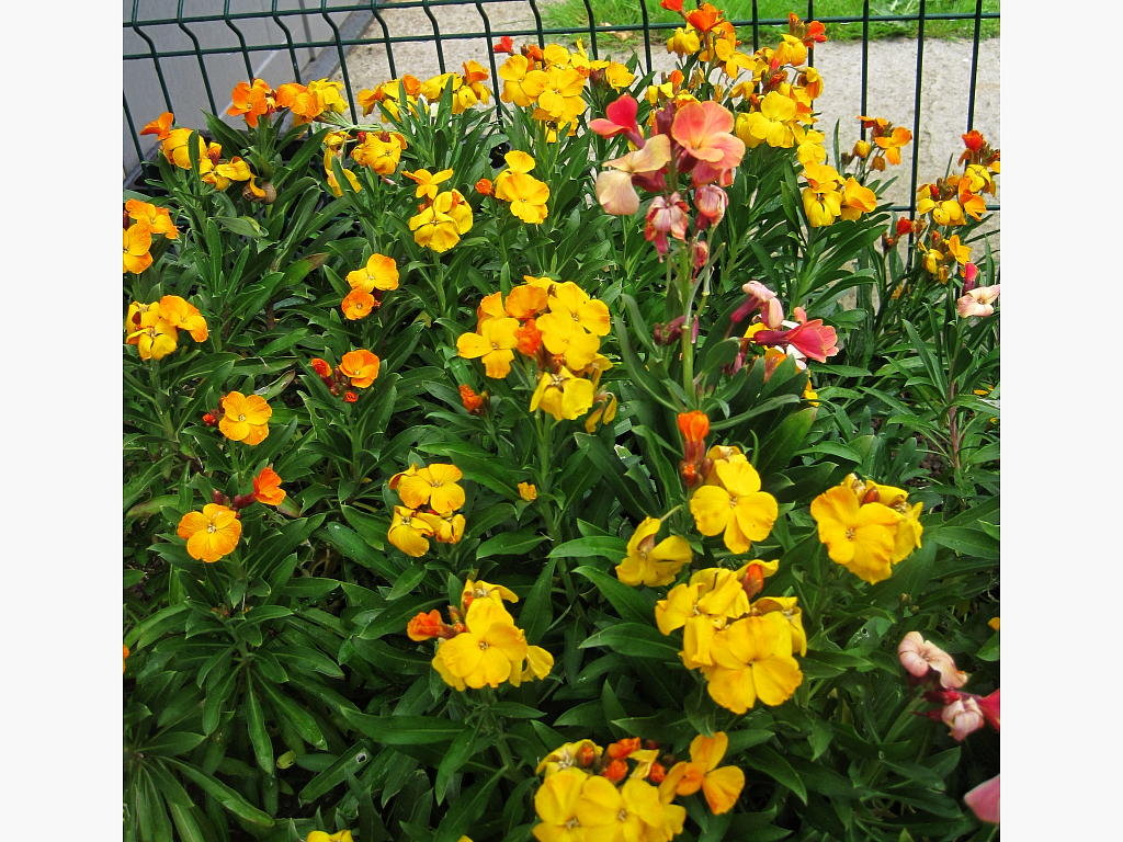 [Foto de planta, jardin, jardineria]