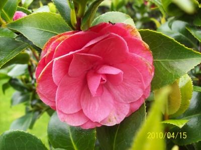 [Foto de planta, jardin, jardineria]