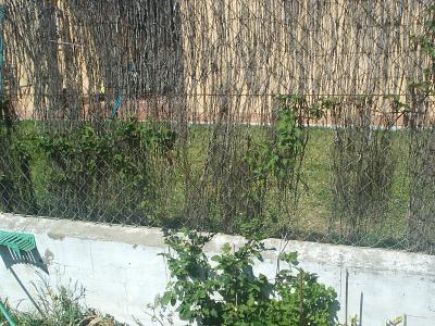 [Foto de planta, jardin, jardineria]