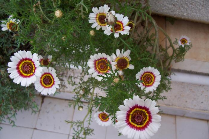 [Foto de planta, jardin, jardineria]