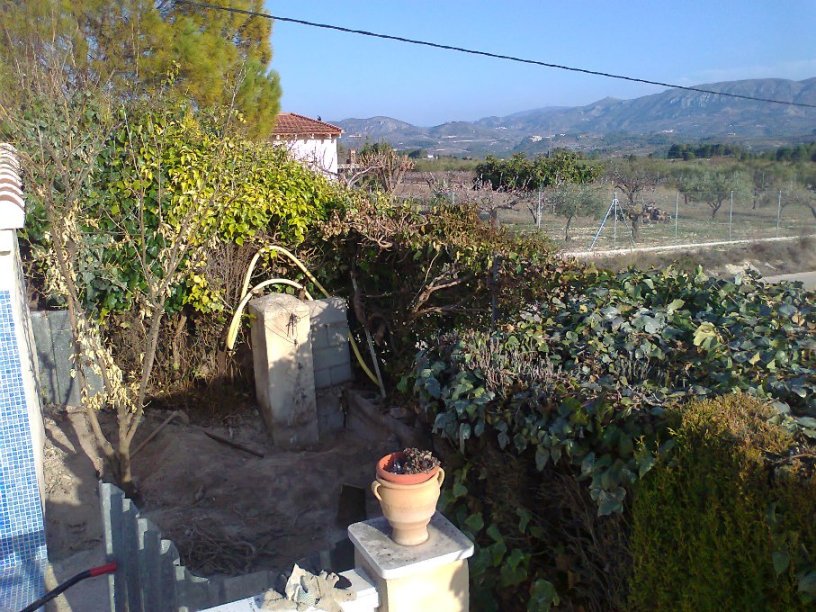 [Foto de planta, jardin, jardineria]