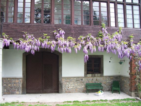 [Foto de planta, jardin, jardineria]