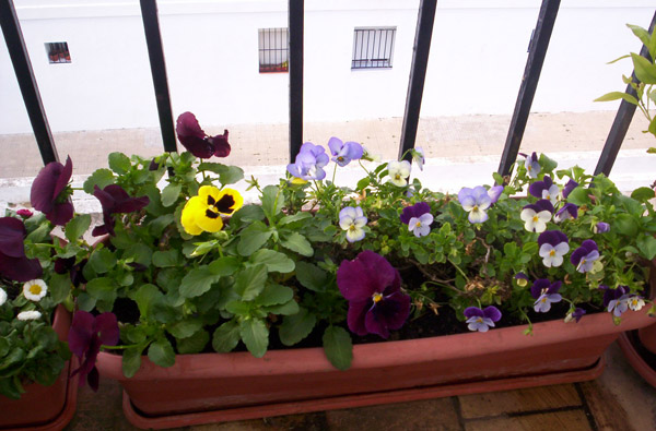 [Foto de planta, jardin, jardineria]
