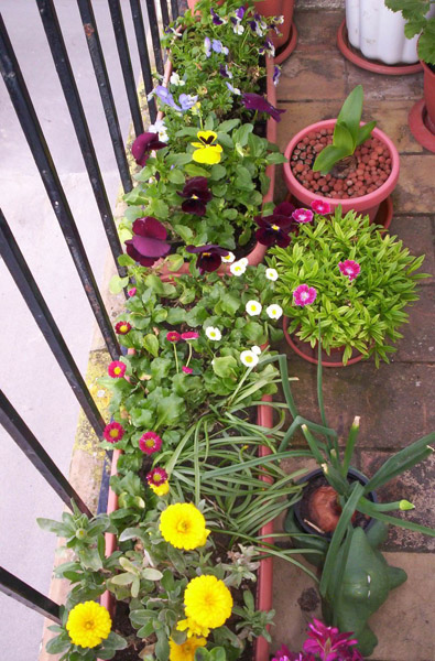 [Foto de planta, jardin, jardineria]