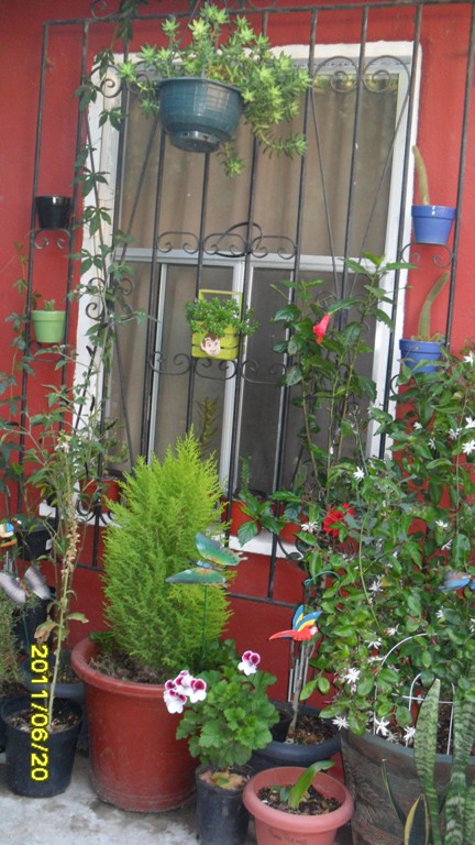 [Foto de planta, jardin, jardineria]