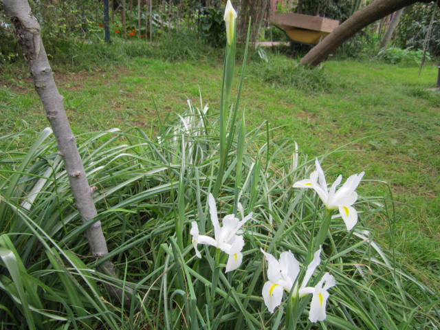 [Foto de planta, jardin, jardineria]